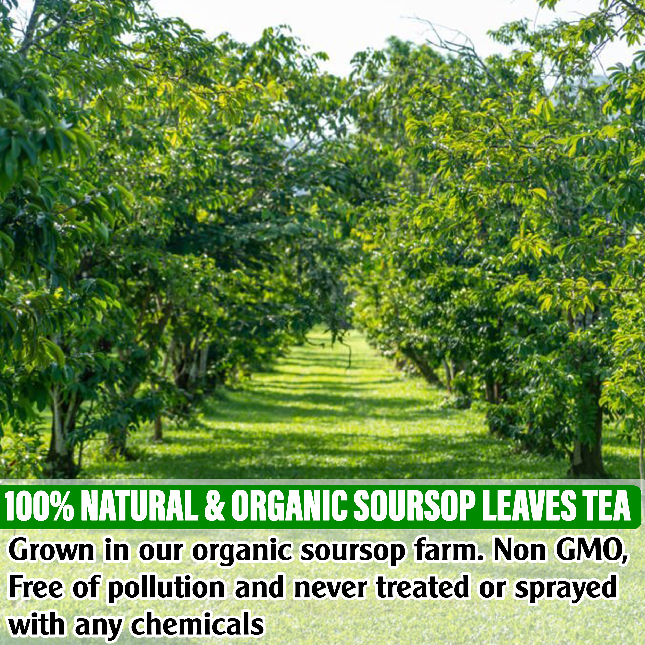 Soursop Graviola Dried Leaves Organic , 270-300 Whole Soursop Leaves, Wildcrafted, Graviola Tea, Guanabana Tea, Hoja Guanabana, Soursop Loose Leaf Herbal Tea, Hojas de Guanabana, te de graviola ,No Gluten, Vegan