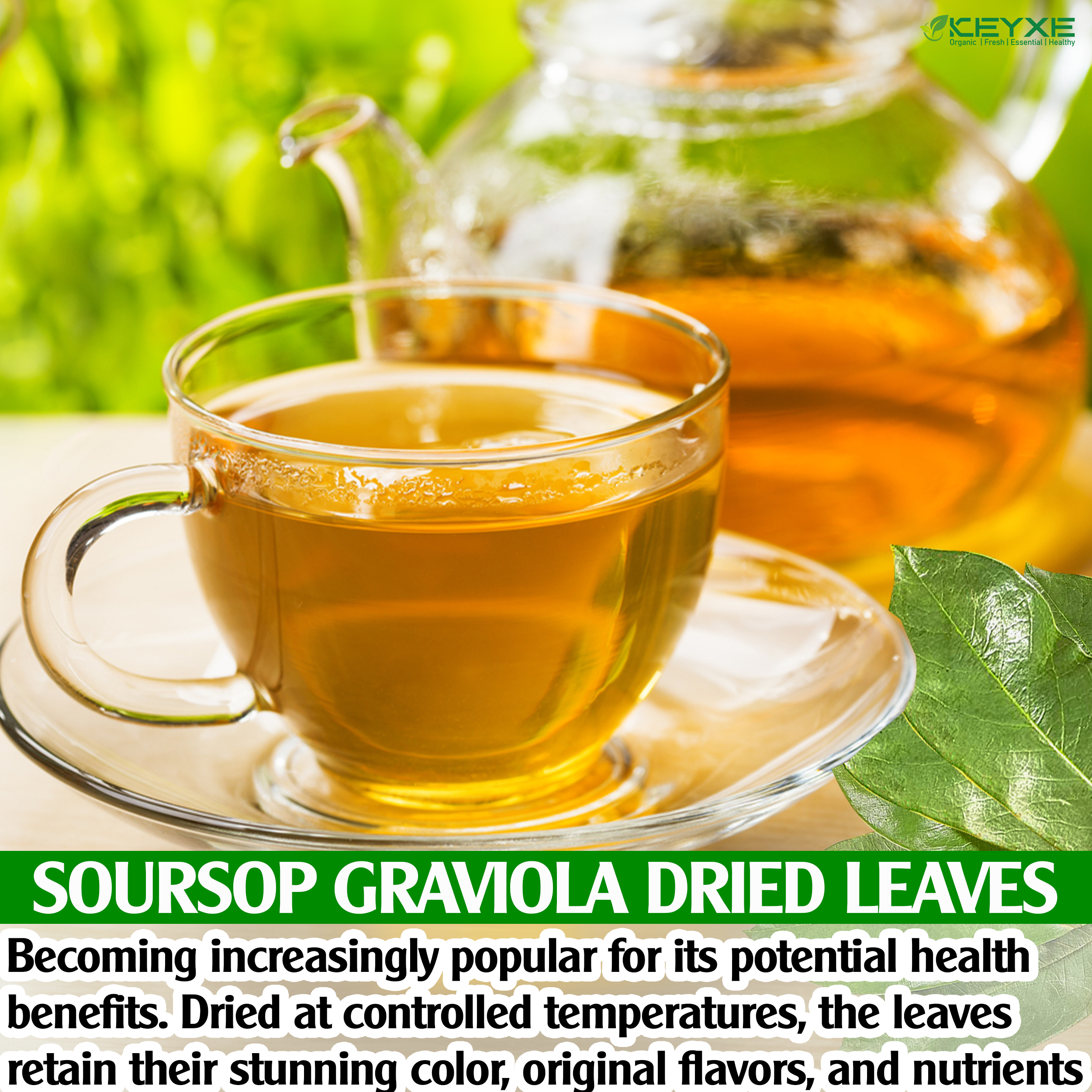 Soursop Graviola Dried Leaves Organic , 235-250 Whole Soursop Leaves, Wildcrafted, Graviola Tea, Guanabana Tea, Hoja Guanabana, Soursop Loose Leaf Herbal Tea, Hojas de Guanabana, te de graviola ,No Gluten, Vegan